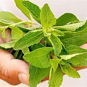 Does Stevia Cause Infertility?